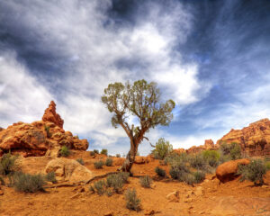 Tree in the Windows area of Arches National Park UT